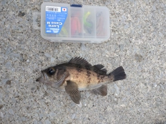 釣果