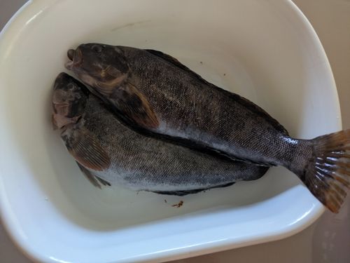 アイナメの釣果