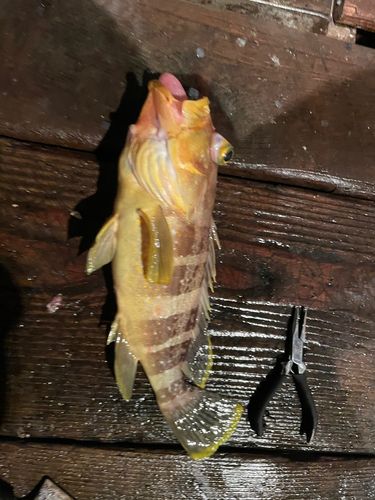釣果