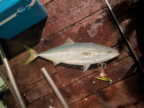 釣果
