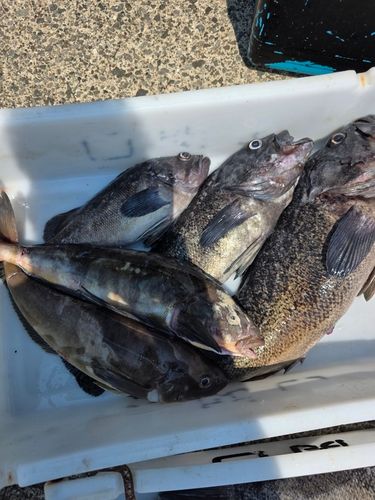ソイの釣果