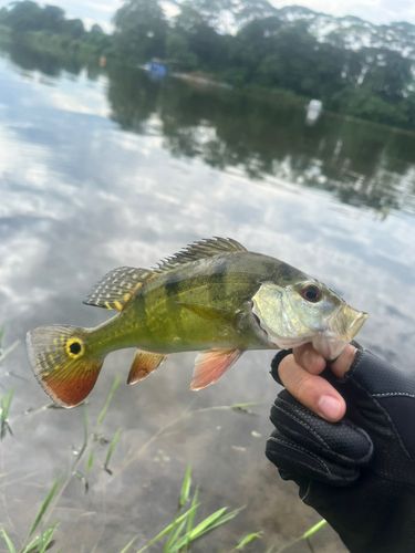 ピーコックバスの釣果