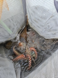 タコの釣果