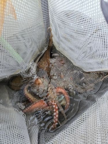 タコの釣果