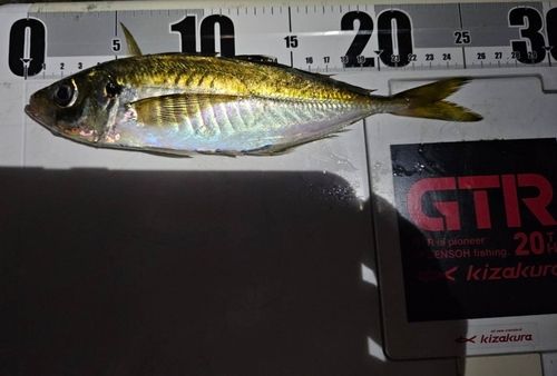 タコの釣果