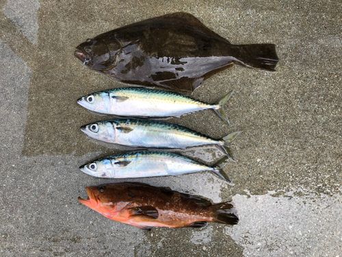 ヒラメの釣果