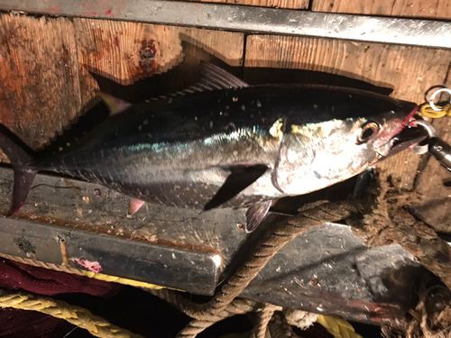 クロマグロの釣果