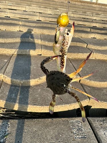 カニの釣果