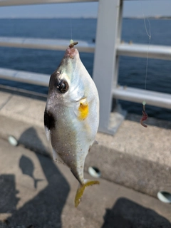 ギマの釣果