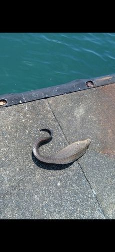 アミメウツボの釣果