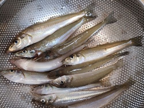 シロギスの釣果