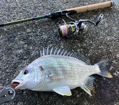 キビレの釣果