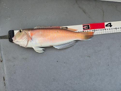 シロアマダイの釣果