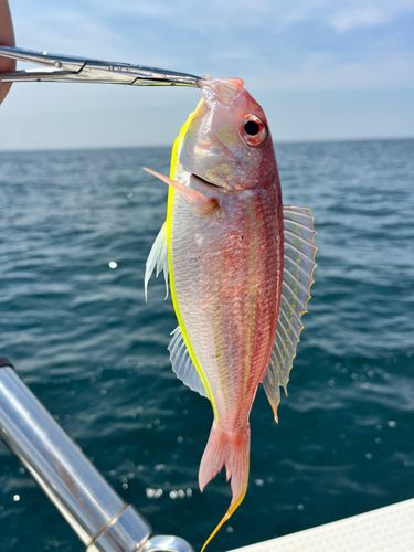 イトヨリダイの釣果