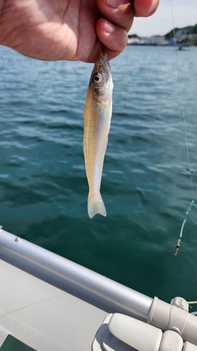 シロギスの釣果