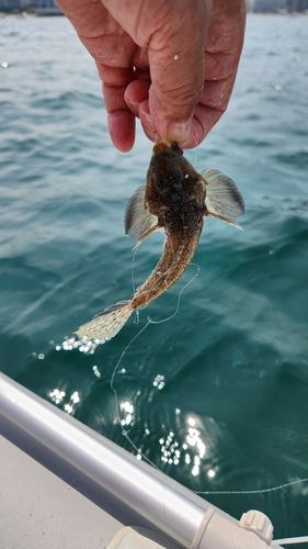 シロギスの釣果