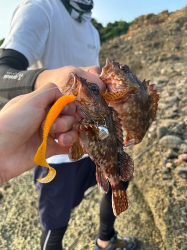 カサゴの釣果