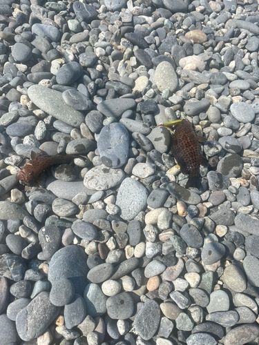 オオモンハタの釣果