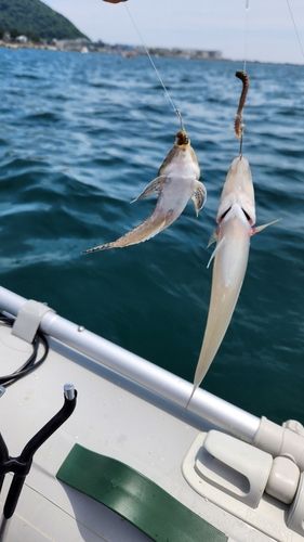 シロギスの釣果