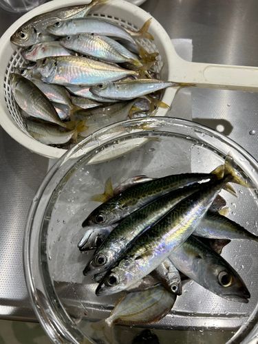 アジの釣果