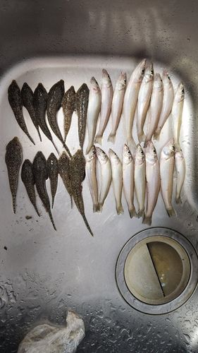 シロギスの釣果