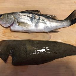 セイゴ（マルスズキ）