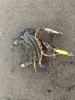 カニの釣果