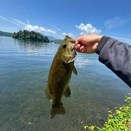 スモールマウスバス