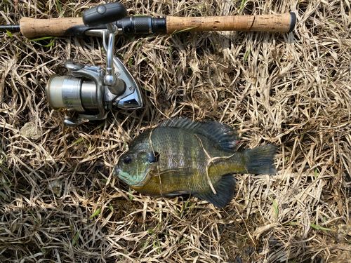 ブルーギルの釣果
