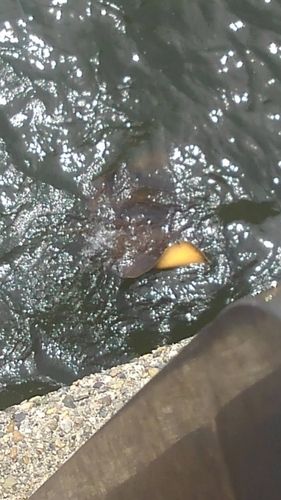 アカエイの釣果