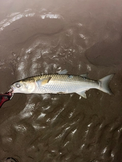ボラの釣果
