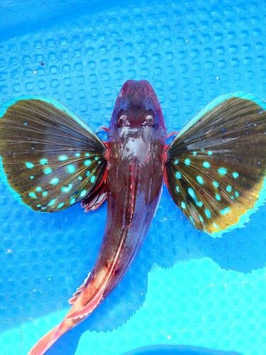 ホウボウの釣果