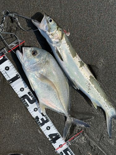 メッキの釣果