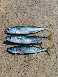 サバの釣果