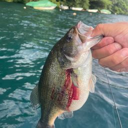 ラージマウスバス