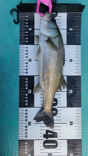 セイゴ（マルスズキ）の釣果