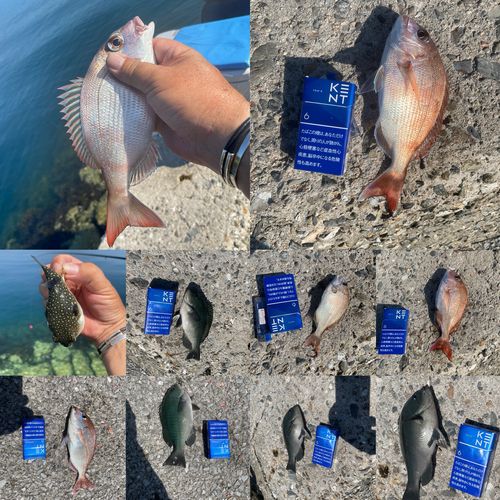 グレの釣果