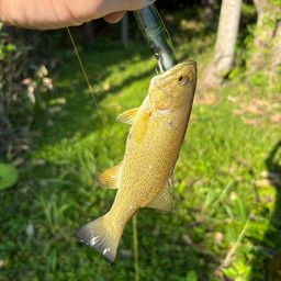 スモールマウスバス