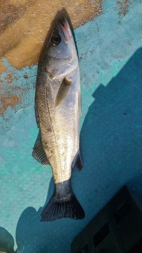 セイゴ（マルスズキ）の釣果