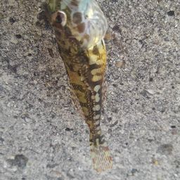 アナハゼ