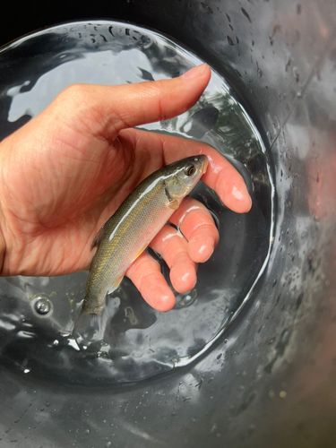 ウグイの釣果
