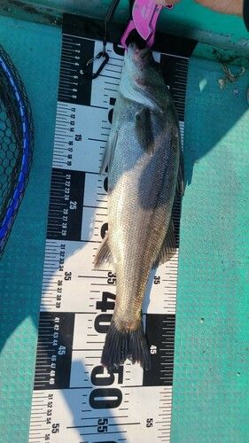 セイゴ（マルスズキ）の釣果