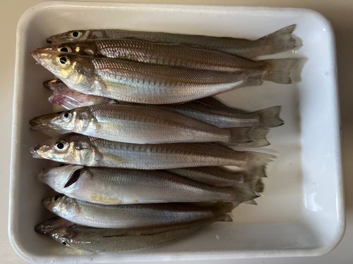 シロギスの釣果