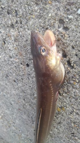 マアナゴの釣果