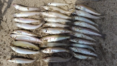 キスの釣果