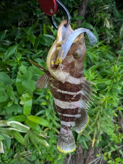 アオハタの釣果