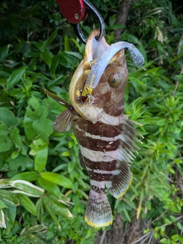 アオハタの釣果