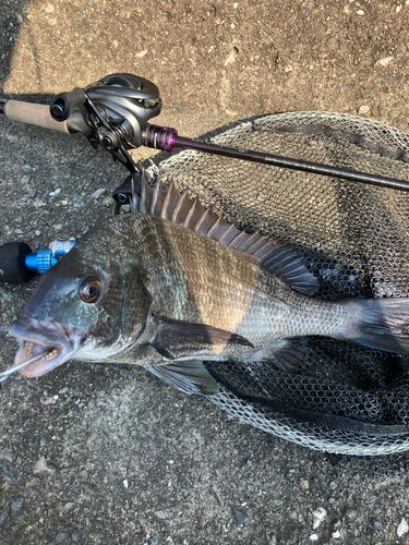 クロダイの釣果