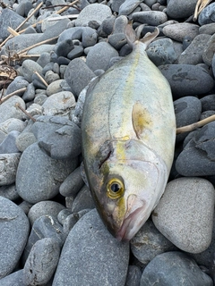 ショゴの釣果