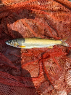 アユの釣果